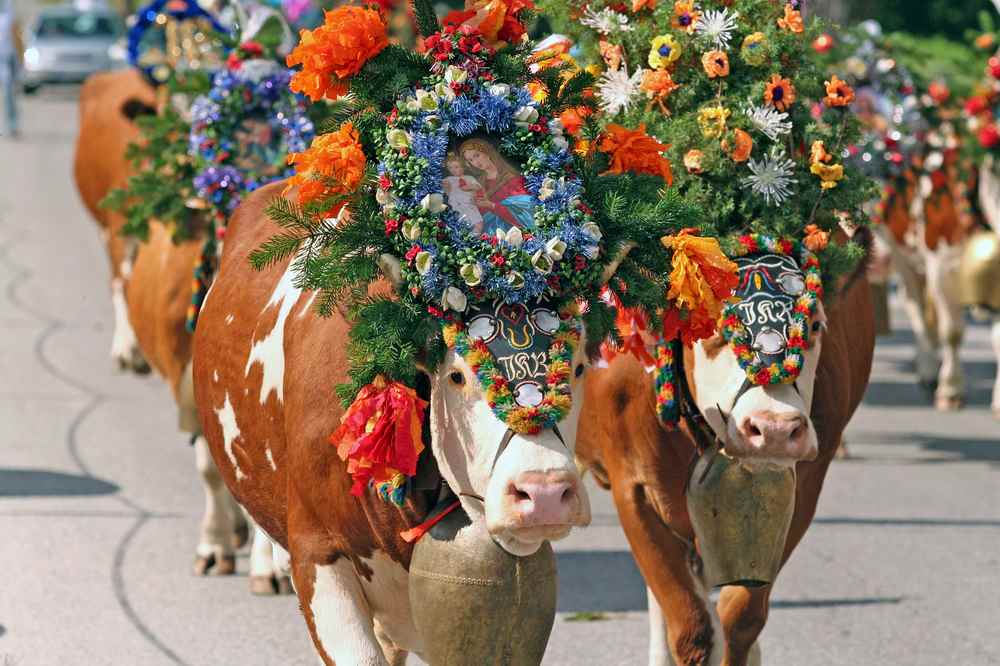 Der Almabtrieb Achensee - ein schönes Fest im Herbst im Karwendel. Die Kühe werden festlich geschmückt, Foto: Tirolwerbung, TVB Achensee