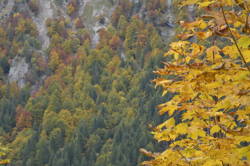 Der Herbst ist da: Im Dristenautal wachsen entlang des Weges zur Bärenbadalm viele Laubbäume, die im Herbst schön gefärbt sind