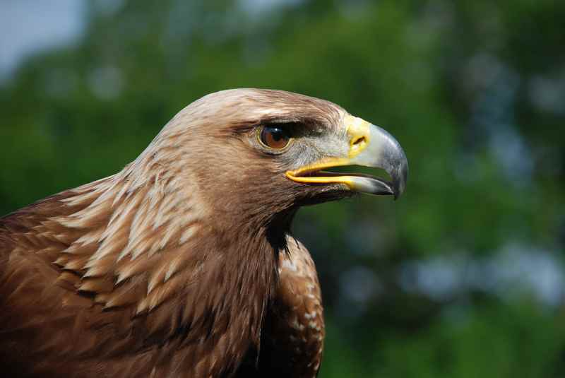 Der Adler ist im Naturpark Karwendel heimisch