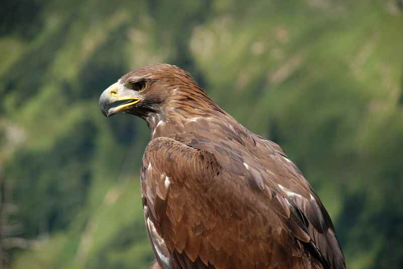 Der Adler Sky war bei den Hansi Hinterseer Dreharbeiten im Karwendel dabei