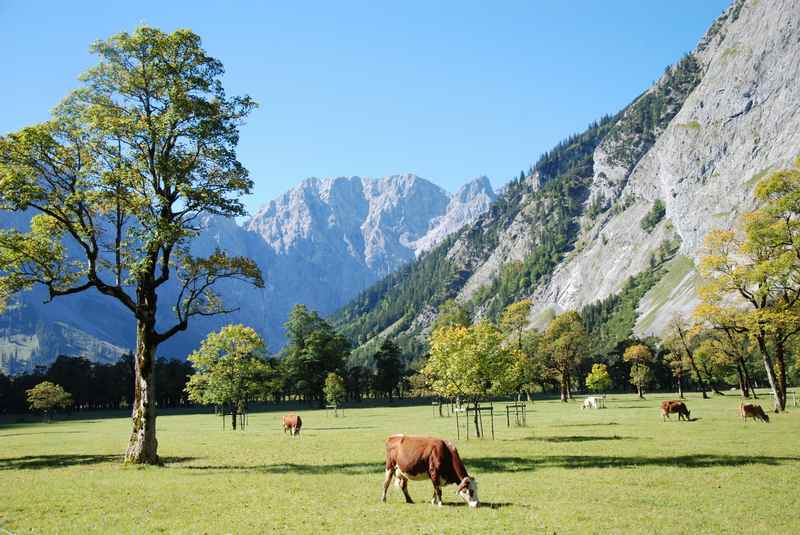 4 - tägige Wanderung: Sollte man auch gesehen haben: Die Eng Alm mit den Kühen am großen Ahornboden, einem der schönsten Plätze in den Alpen