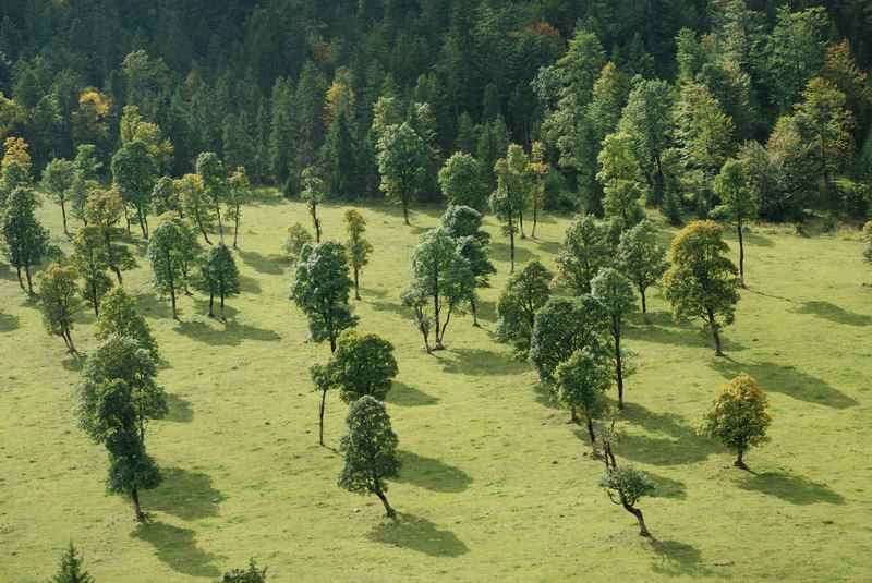 Über 2000 Bäume stehen am großen Ahornboden: Bergahorn an Bergahorn. 