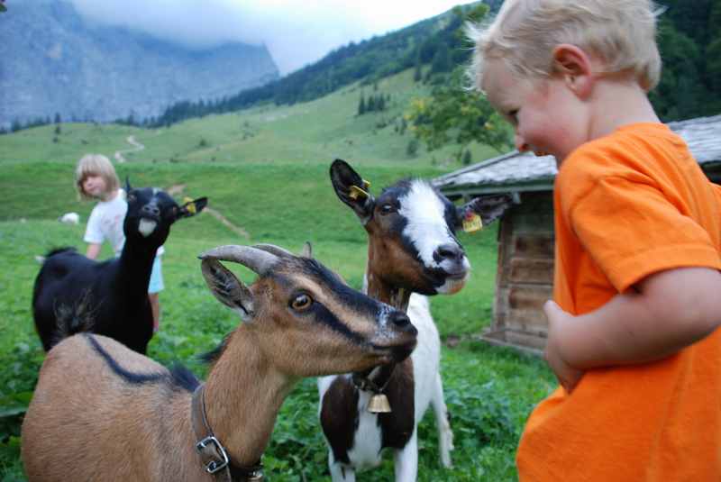 Auch mit Kindern ein Erlebnis: Bei den Ziegen der Engalm am Ahornboden