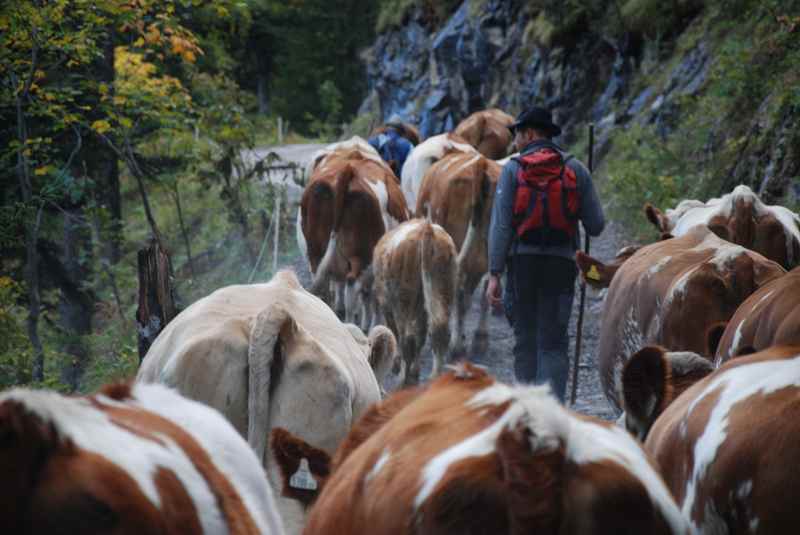 Der Almabtrieb von der Eng in Tirol auf die Binsalm im Karwendel