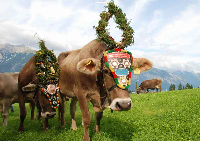 Eine schöne Tradition im Herbst: Der prachtvolle Almabtrieb der Kühe in den Alpen