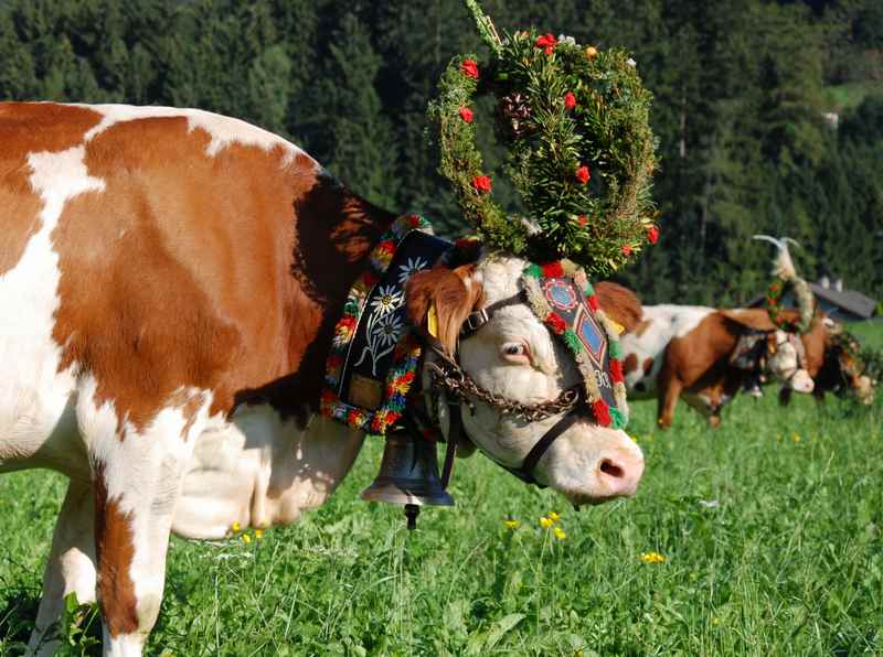 Der echte Almabtrieb aus der Eng aus dem Karwendel nach Schwaz