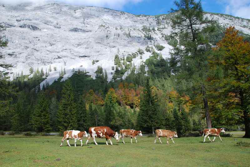 Almabtrieb im Karwendelgebirge: Wie im Bilderbuch im Stallental