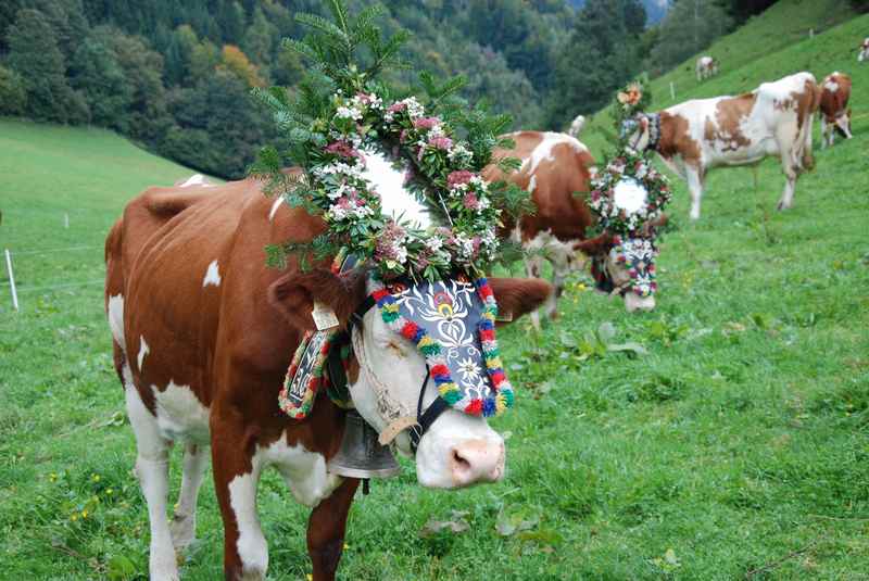 Jetzt kann es los gehen mit dem Almabtrieb nach Terfens ins Inntal