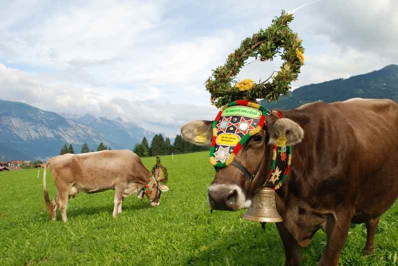 Almabtrieb Tirol - die Kühe kommen von den Almen im Karwendel zurück in den Stall