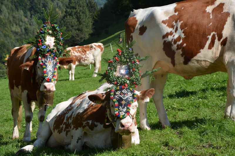 Die Kühe sind bereits fertig geschmückt für den Almabtrieb in Tirol, Karwendel