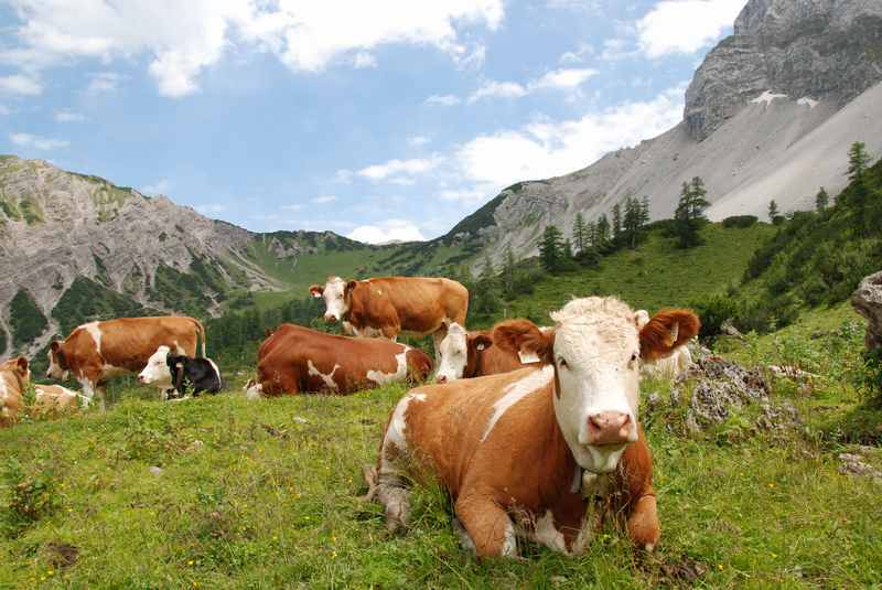 Almauftrieb im Karwendel - der Almsommer beginnt in der Eng