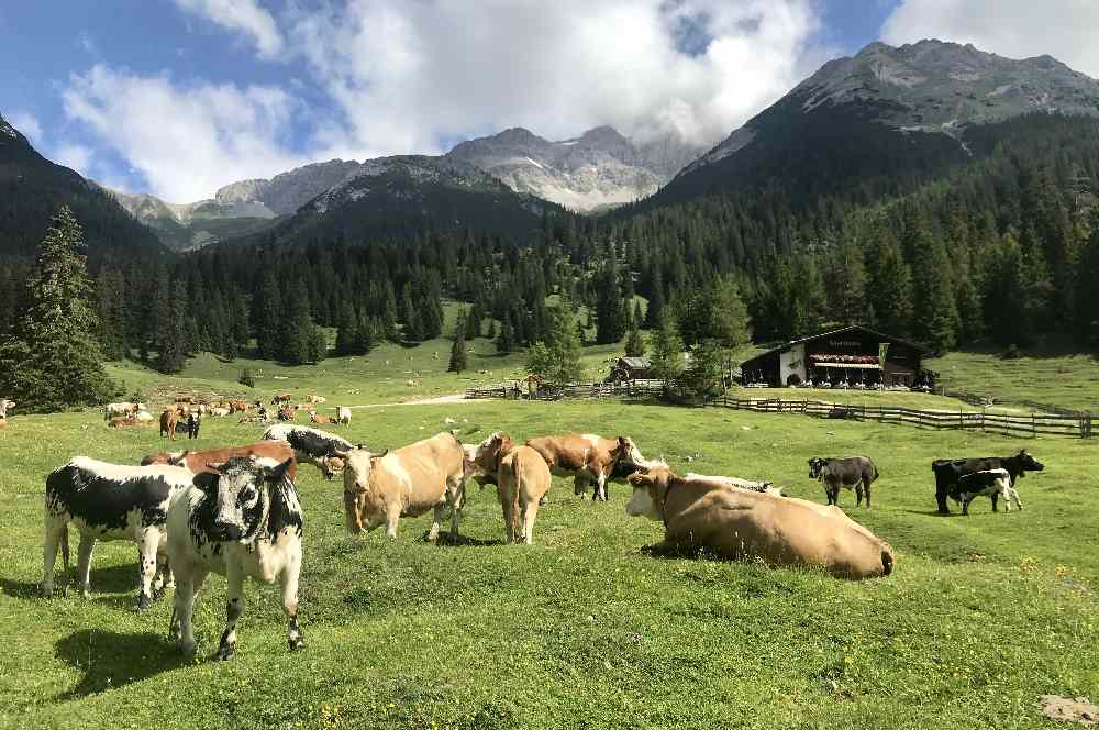 Auf dem Weg zum Seebensee:  Im Sommer grasen hier die Kühe auf den schönen Almen im Gaistal 