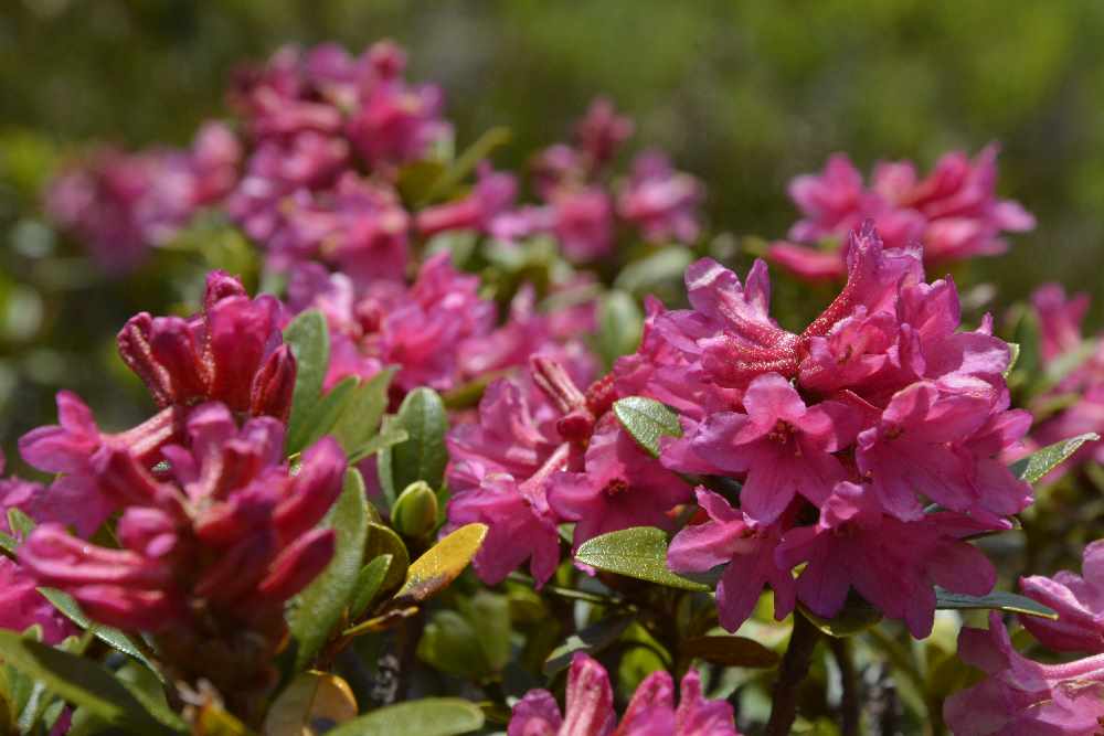 Die Almrosen - Blütten sind kleiner als bei den normalen Rosen. Dafür haben die Sträucher der Alpenrosen viele Blüten auf engem Raum.