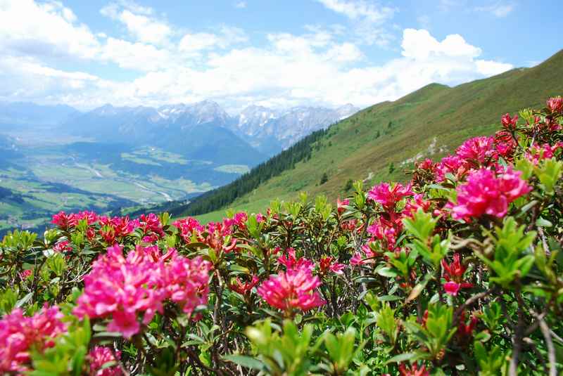 Wenn Pfingsten spät fällt, gibt es an einigen sonnigen Hängen schon die Almrosen in voller Blüte zu sehen 