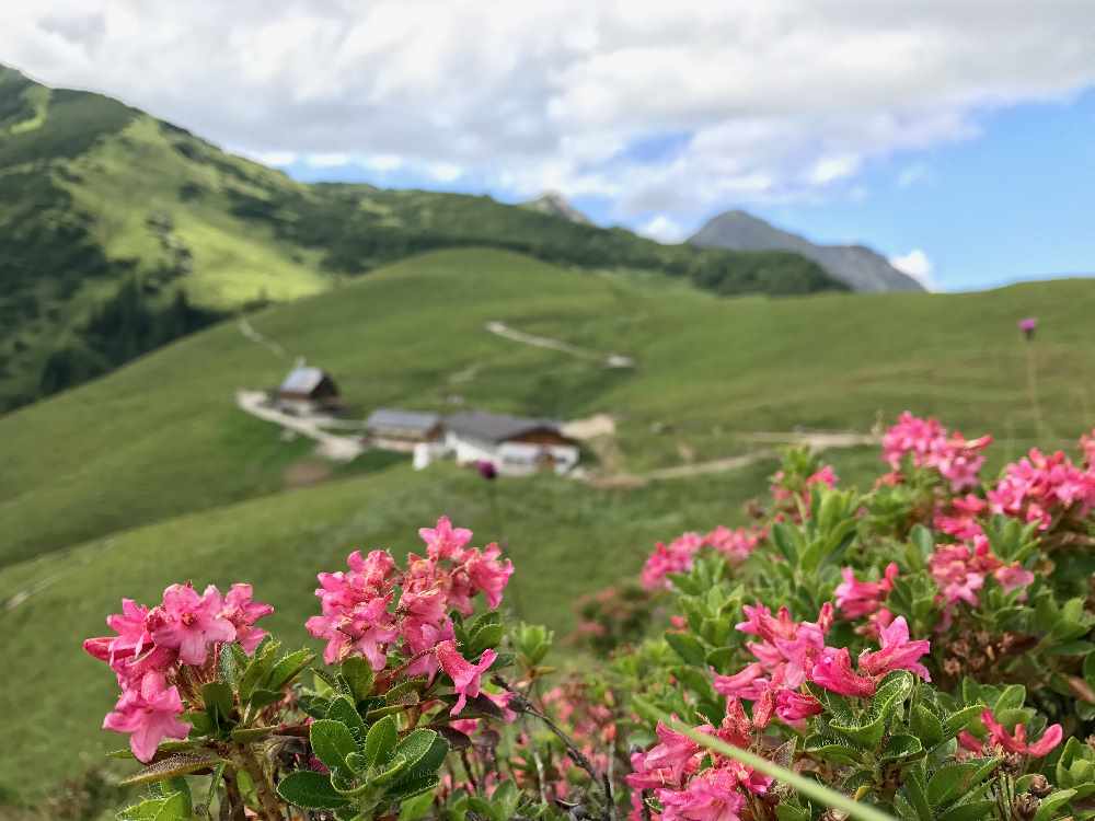 Die Almrosen auf den Almen im Karwendel 