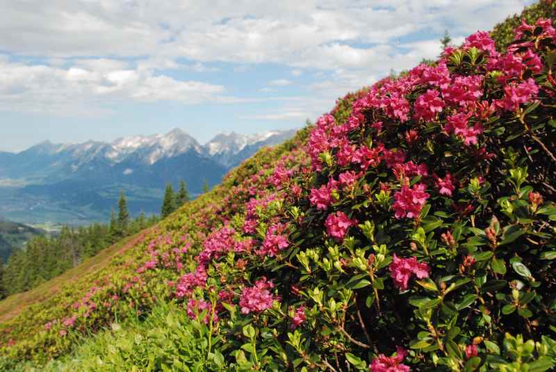 Tausende von Almrosen blühen im Juni bei der Wanderung zur Kellerjochhütte