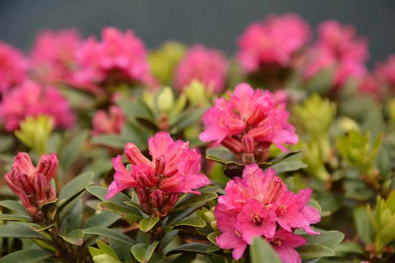 Die schönen Almrosen blühen am Nafingsee im Juli besonders üppig - schau dir Alpenrose Blüte mal selbst an!