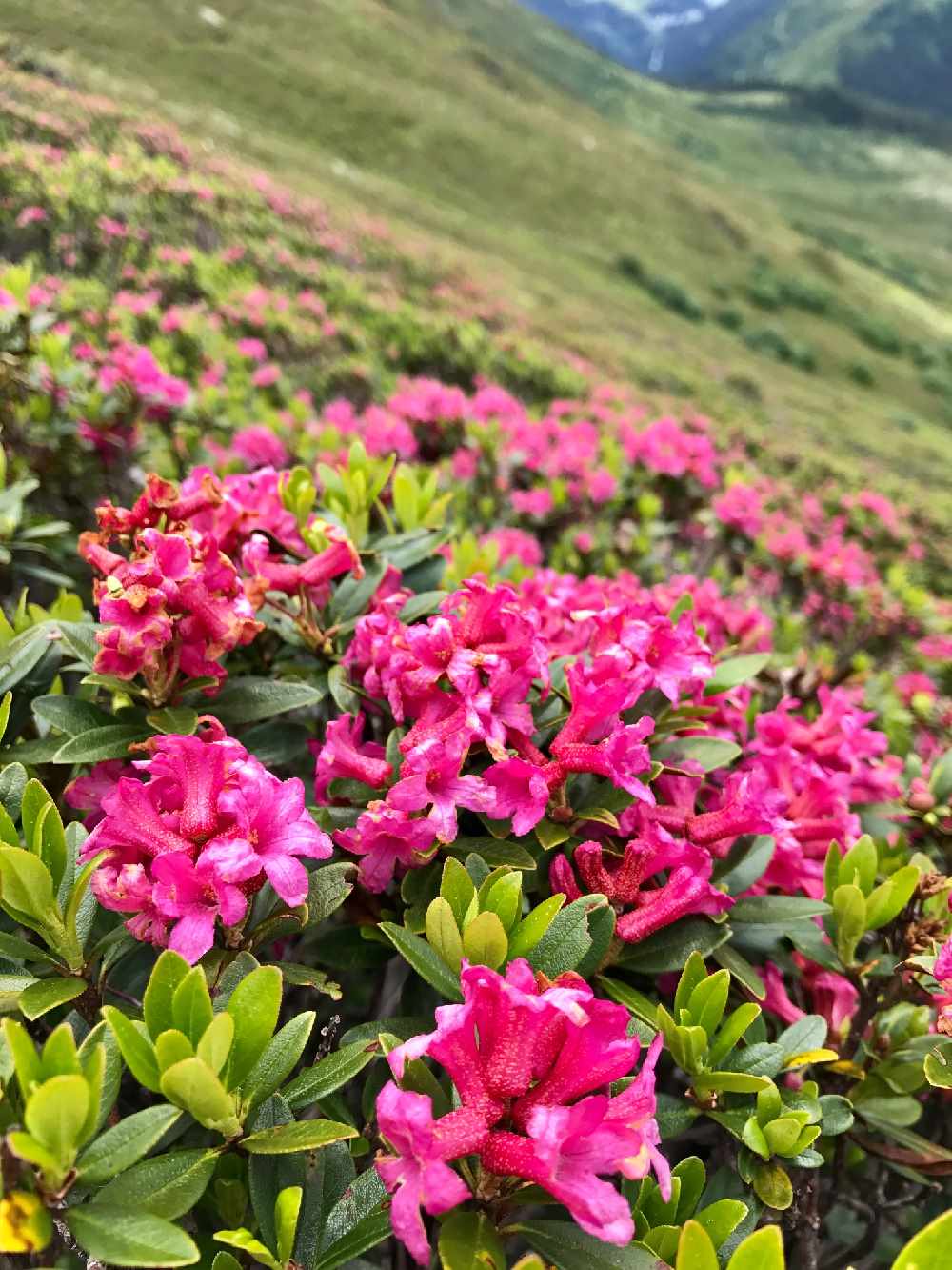 Im Juniurlaub gehören die Wanderungen zu den Almrosen dazu