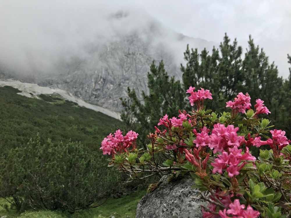 Im Puittal blühen im Sommer die Almrosen