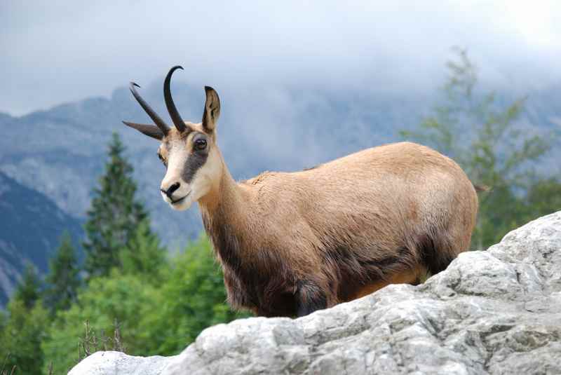 Viele Gämsen sind im Alpenpark Karwendel auf Wanderungen zu sehen