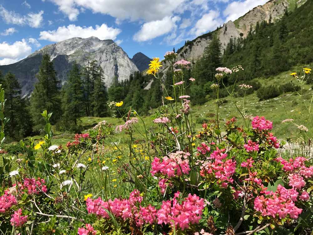 Alpenrosen - eine der selten Almrosen mitten im Karwendel