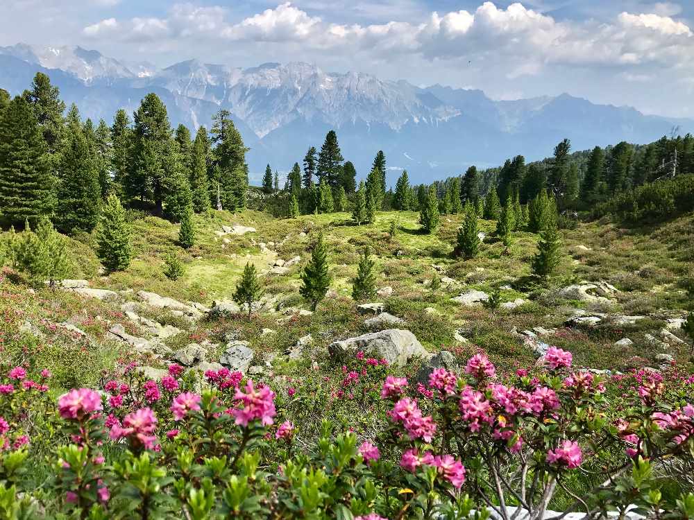 Zirbenweg wandern und die Alpenrosen Blütezeit im Juni und Juli erleben