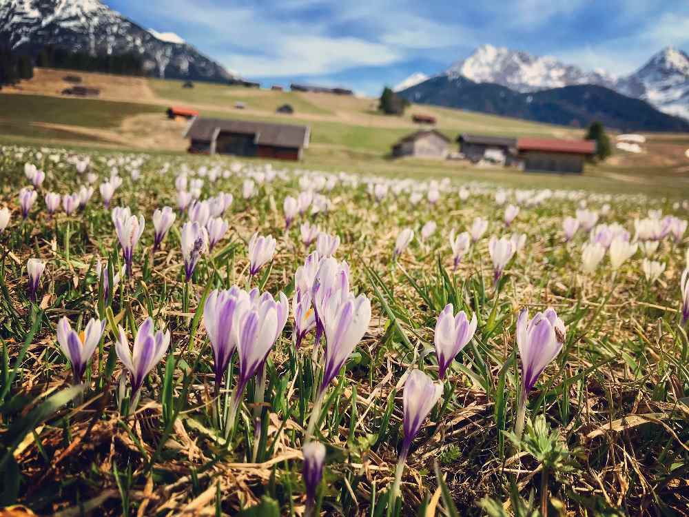 Im April blühen die Krokusse zahlreich in den Buckelwiesen rund um die Goas Alm in Mittenwald