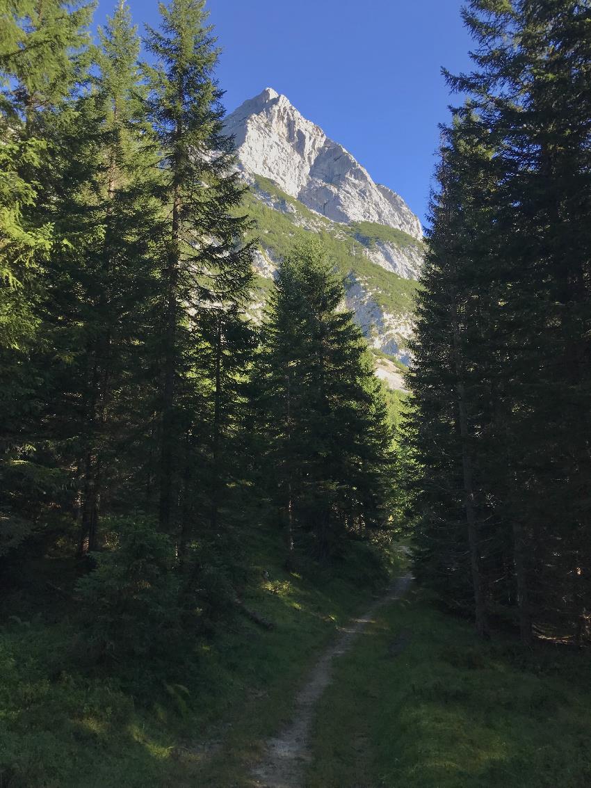 Anfangs geht es durch den Wald - die Spitze schimmert immer wieder durch