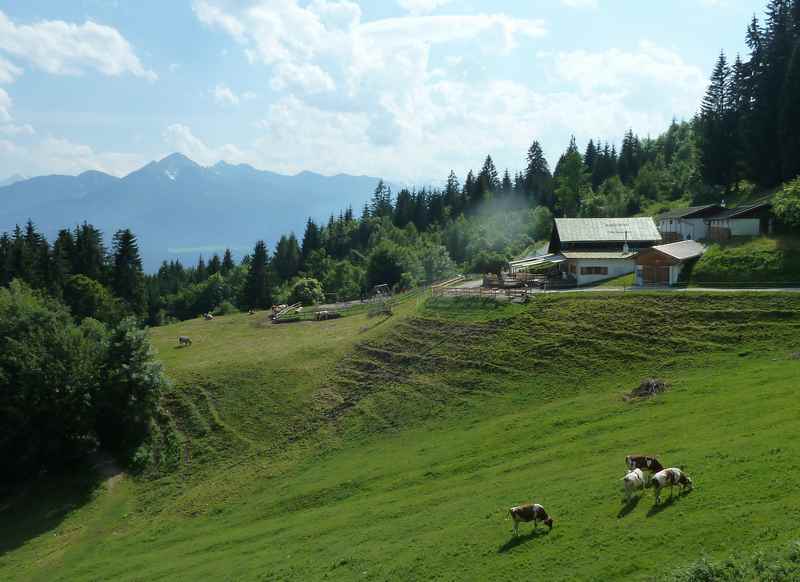 Die Arzler Alm in Innsbruck, hier grasen im Sommer die Kühe im Karwendel