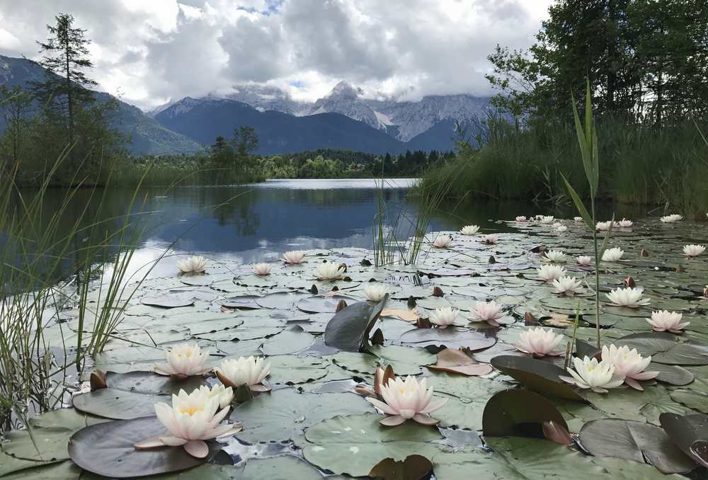 Bei einem Frühlingsurlaub in Krün könnt ihr am Barmsee die Seerosen bewundern, nebendran ist im Sommer die Liegewiese zum Baden