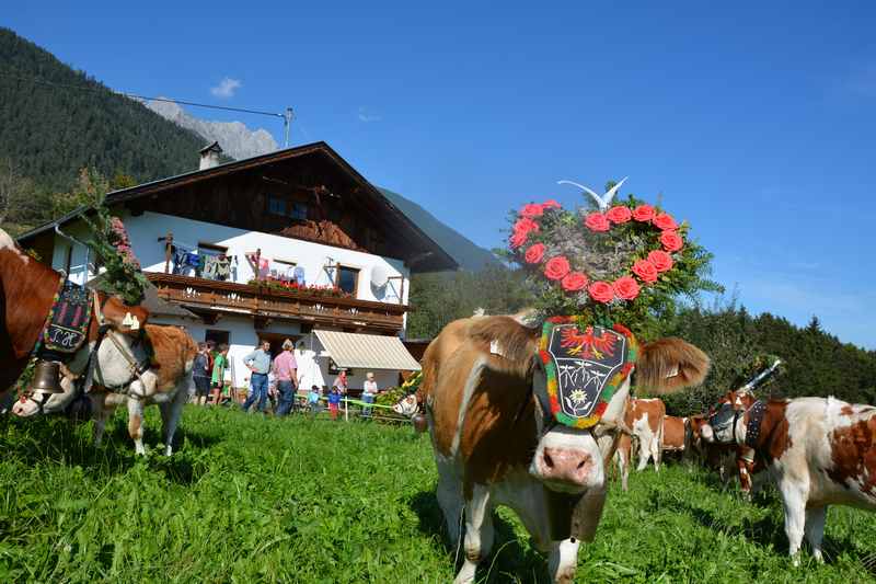 Bauernhofurlaub Karwendel: Die Kühe kommen vom Almabtrieb zurück - am Bauernhof leben die Traditionen