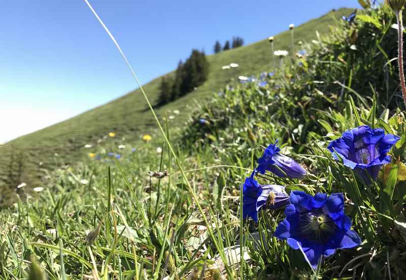 Die Baumgartenschneid ist auch eine schöne Frühlingswanderung. Die Enzian blühen am Gipfel