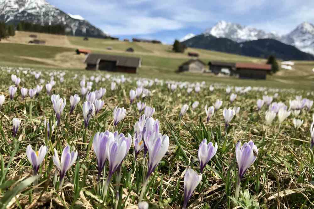 So schaut es rund um Mittenwald in den Buckelwiesen aus, wenn der Frühling die Krokusblüte bringt