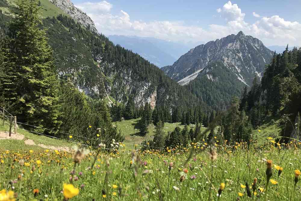 Oben sind im Sommer schöne blühende Wiesen neben dem Wanderweg