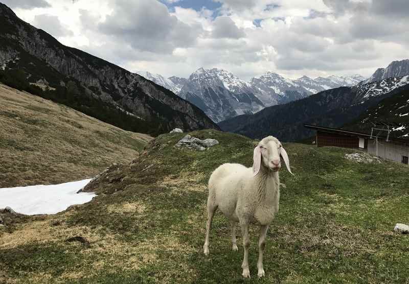 Bike & Hike auf das Solsteinhaus: Die Schafe sind im Mai schon oben im Karwendel