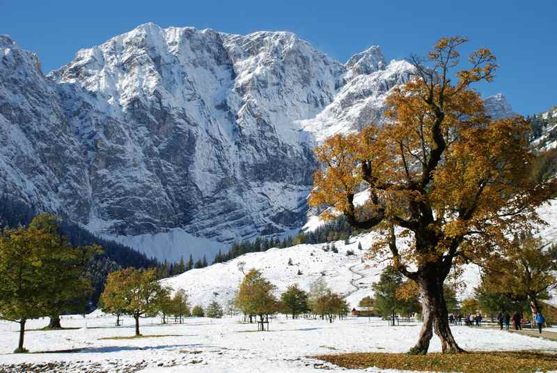 Die Blattfärbung am Ahornboden beim ersten Schnee im Herbst