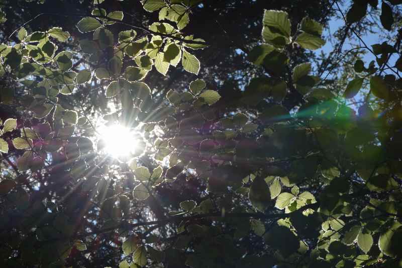 Die Bodenschneid Wanderung führt erst durch den Wald, die Sonne blinkt zwischen den Blättern durch