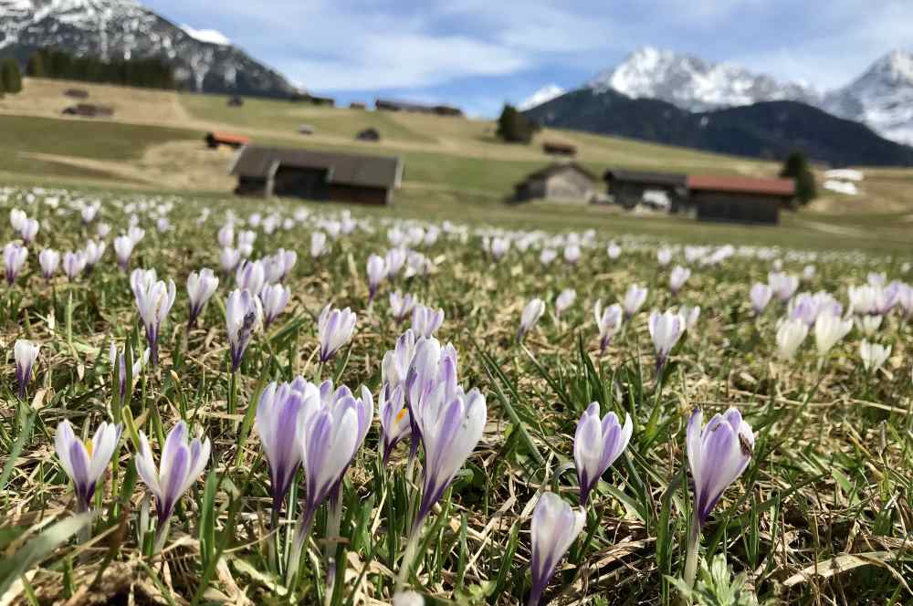 Wandern mit Kindern: So schön ist die Wanderung mit Kinderwagen in den Buckelwiesen im Frühling - dann blühen hier tausende Krokusse!