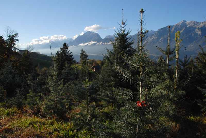 Damit die Zweige am Tiroler Christbaum gleichmäßig wachsen, bekommt der Weihnachtsbaum rote "Klammern"