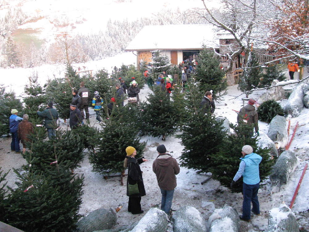 Hol dir deinen frischen Weihnachtsbaum aus Tirol - auf dem Tunelhof Hoftag, Foto: Elisabeth Sponring