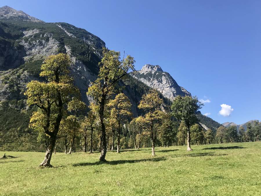 Im Herbst färben sich nach und nach die Ahornbäume am Ahornboden in der Eng