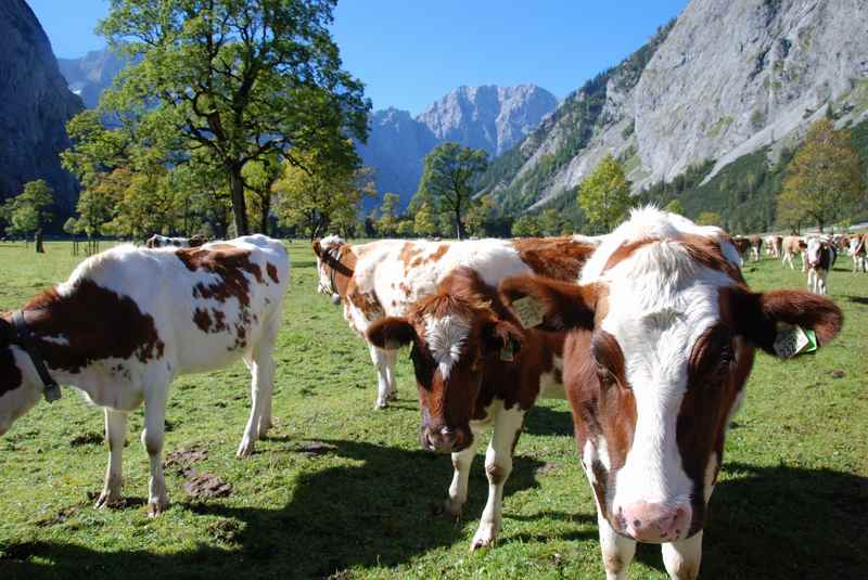 Die Bauern bewirtschaften mit ihren Kühen den Ahornboden. Aus der Milch wird der berühmte Enger Almkäse hergestellt, ein besonderer Bergkäse 