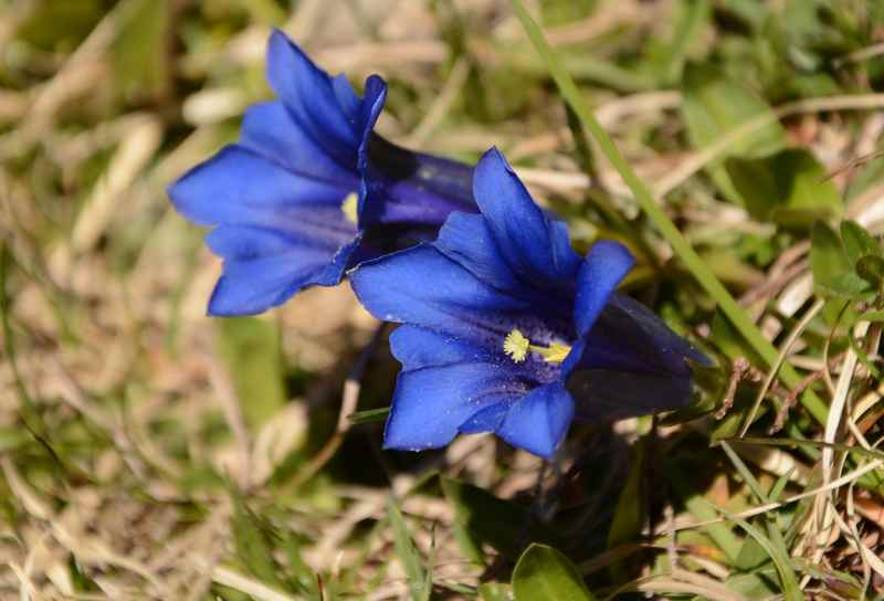 Almwandern zum Enzian: Trifft man im Frühling sehr häufig bei sonnseitigen Wanderungen zu den Almen