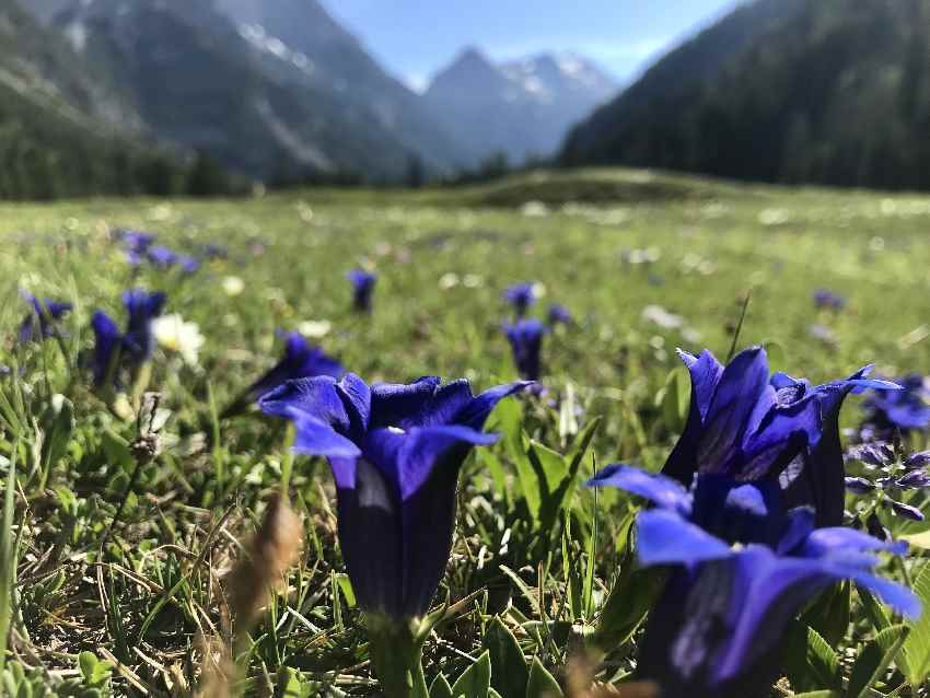 Frühling in den Alpen: Enizanblüte am Großen Ahornboden