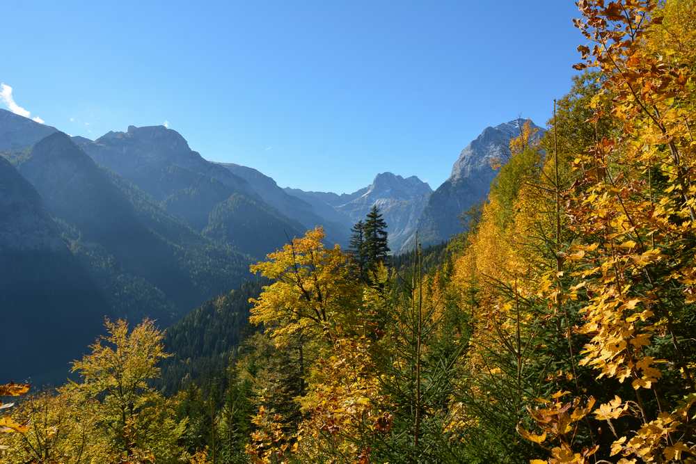 Bei der Wanderung auf den Feilkopf sind wir im farbigen Blättermeer - hinten ist die Lamsenspitze zu sehen