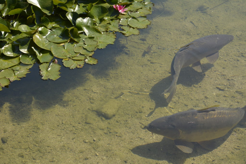 Richtig dicke Fische im Ferchensee