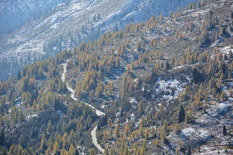 Viele viele Lärchen wachsen in den Tuxer Alpen