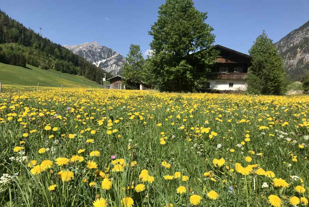 Hinter dem Fürstenhaus blühen die Frühlingswiesen grün und leuchtend gelb.