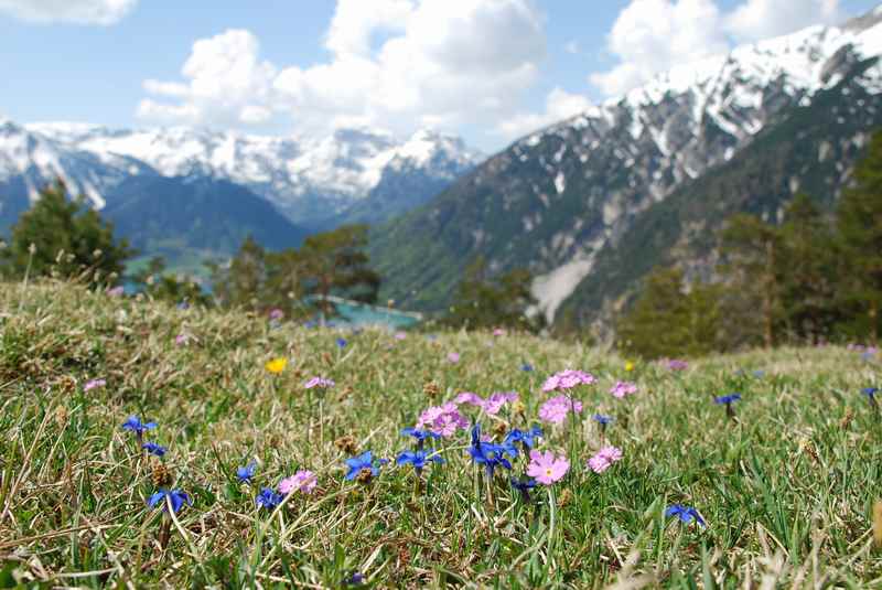 Im Frühling wandern mit Kindern zu den ersten Blumen am Berg