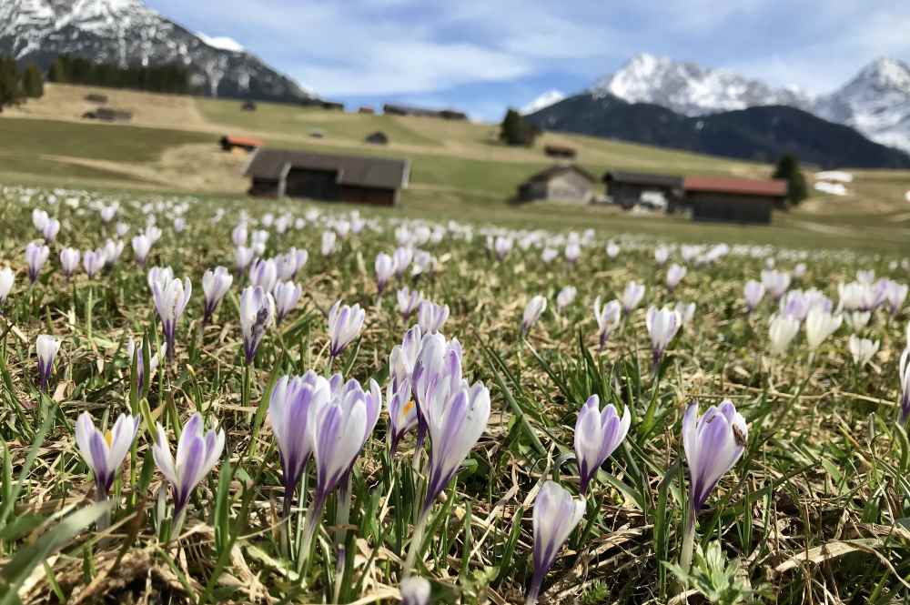 So mag ich den Frühling: Die Krokusblüte im Karwendel